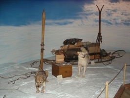 Tabor polarne odprave je postavljen na ogled v muzeju (Polarni muzej, Tromsø, Norveška).