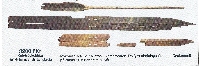 Smučka iz Kalvträska na Švedskem, najdena leta 1924. Dolga leta je veljala za najstarejšo najdeno smučko iz -3.200 pr. n. št. (prospekt Smučarskega muzeja, Umeå, Švedska).
